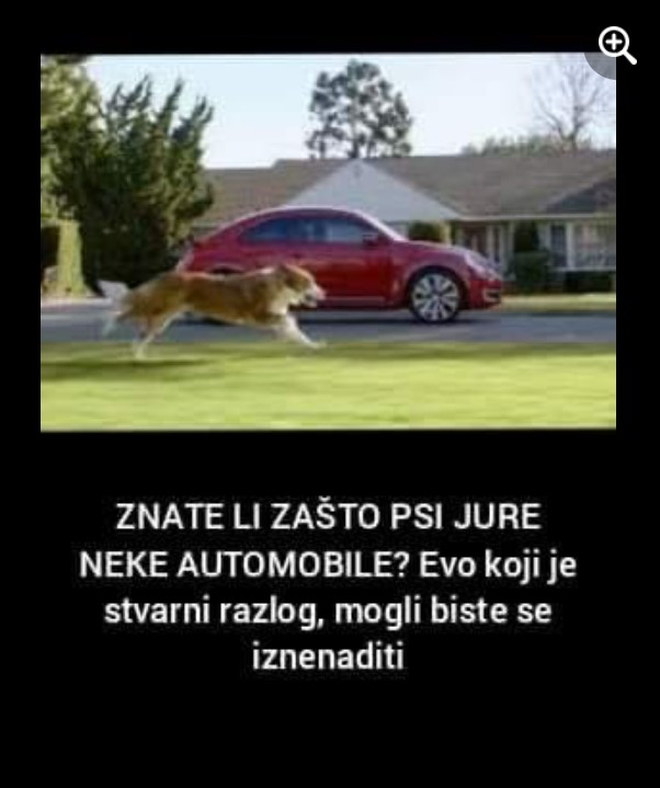 Znate Li Za To Psi Jure Neke Automobile Evo Koji Je Stvarni Razlog